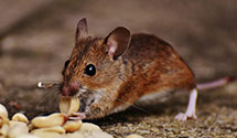 24 Hour & Emergency Exterminators in W Springfield, PA